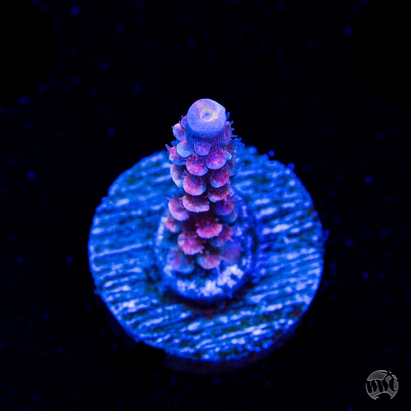 WWC Sabotage Tenuis Acropora