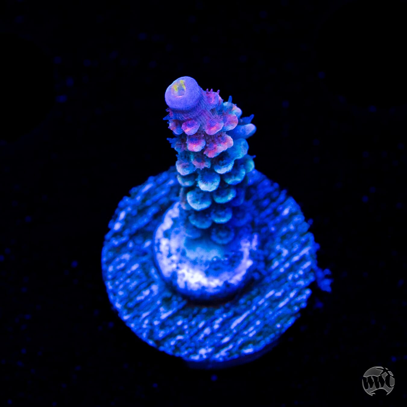 WWC Sabotage Tenuis Acropora