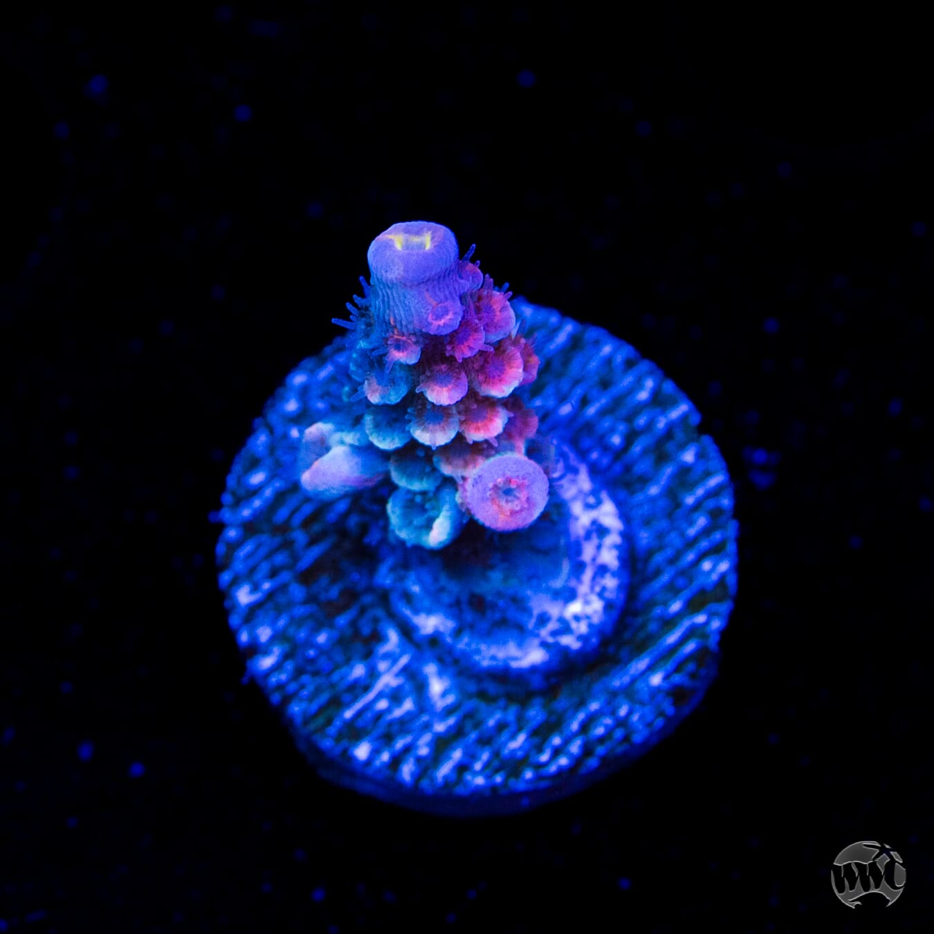 WWC Sabotage Tenuis Acropora