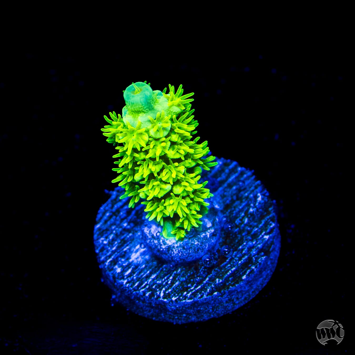 WWC Aussie Toxic Slimer Acropora