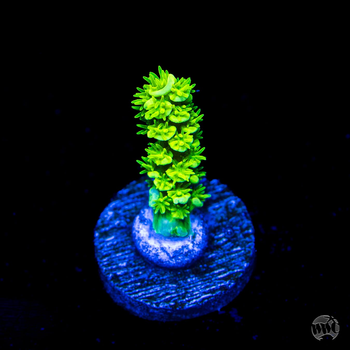 WWC Aussie Toxic Slimer Acropora