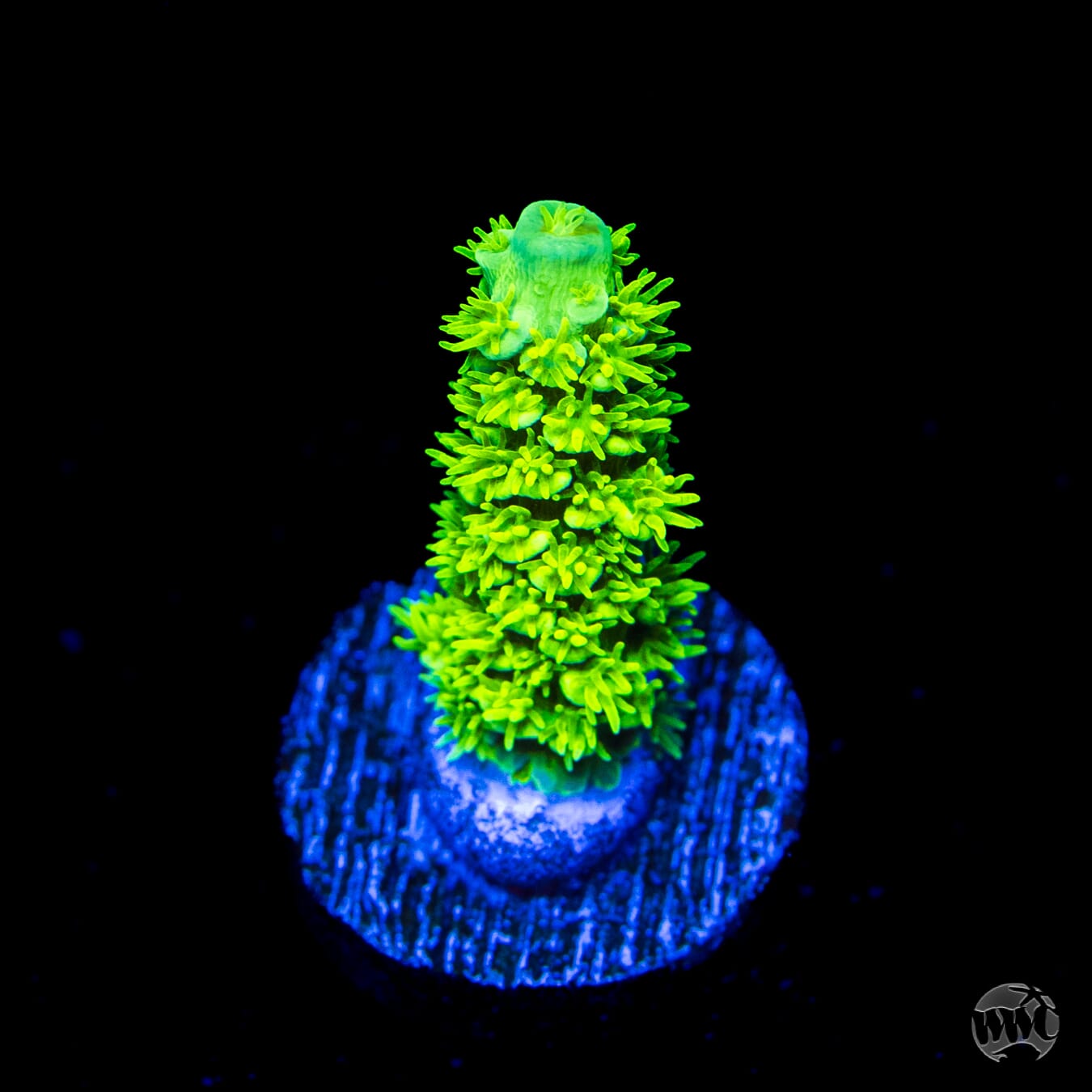 WWC Aussie Toxic Slimer Acropora