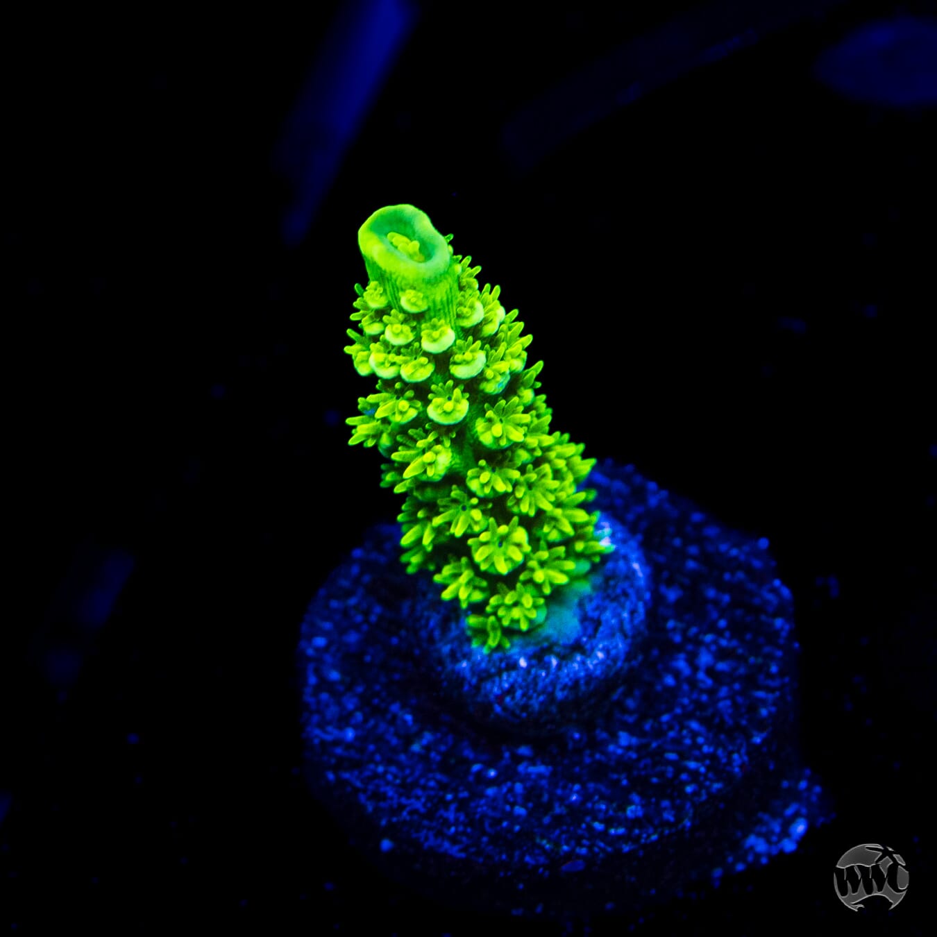 WWC Aussie Toxic Slimer Acropora