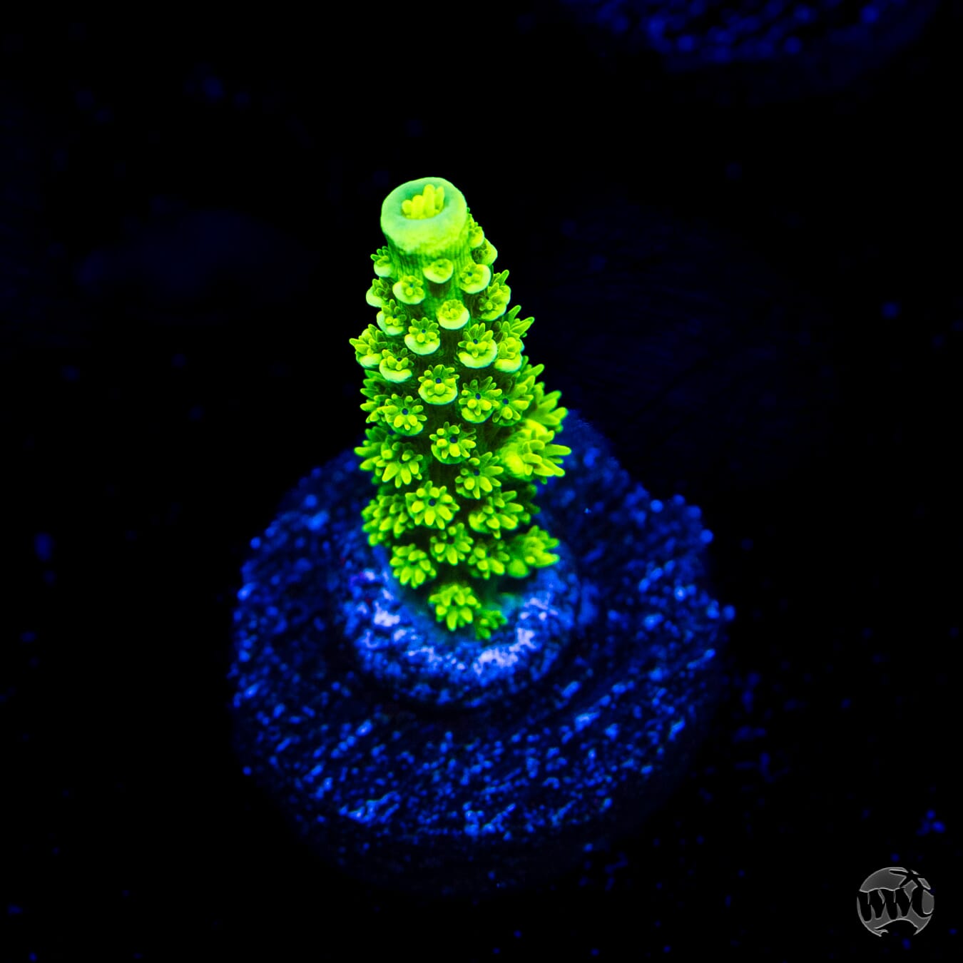 WWC Aussie Toxic Slimer Acropora