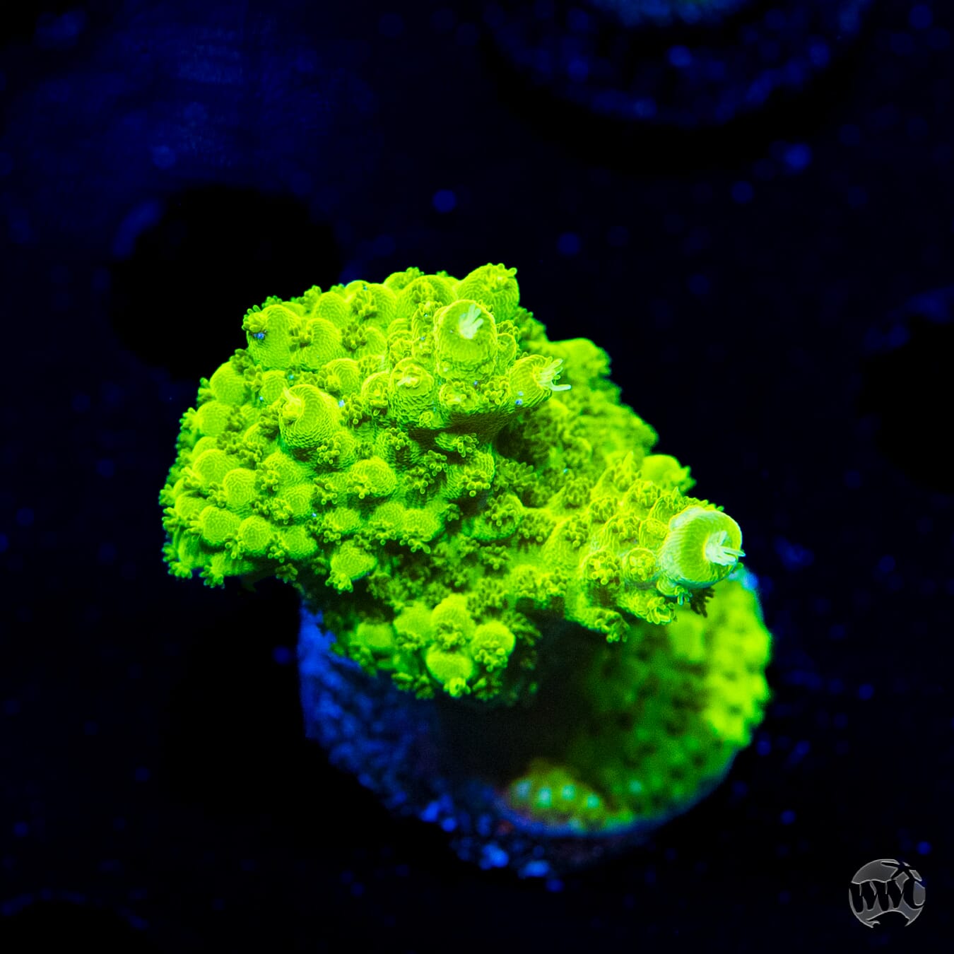 Castelles Banana Table Acropora