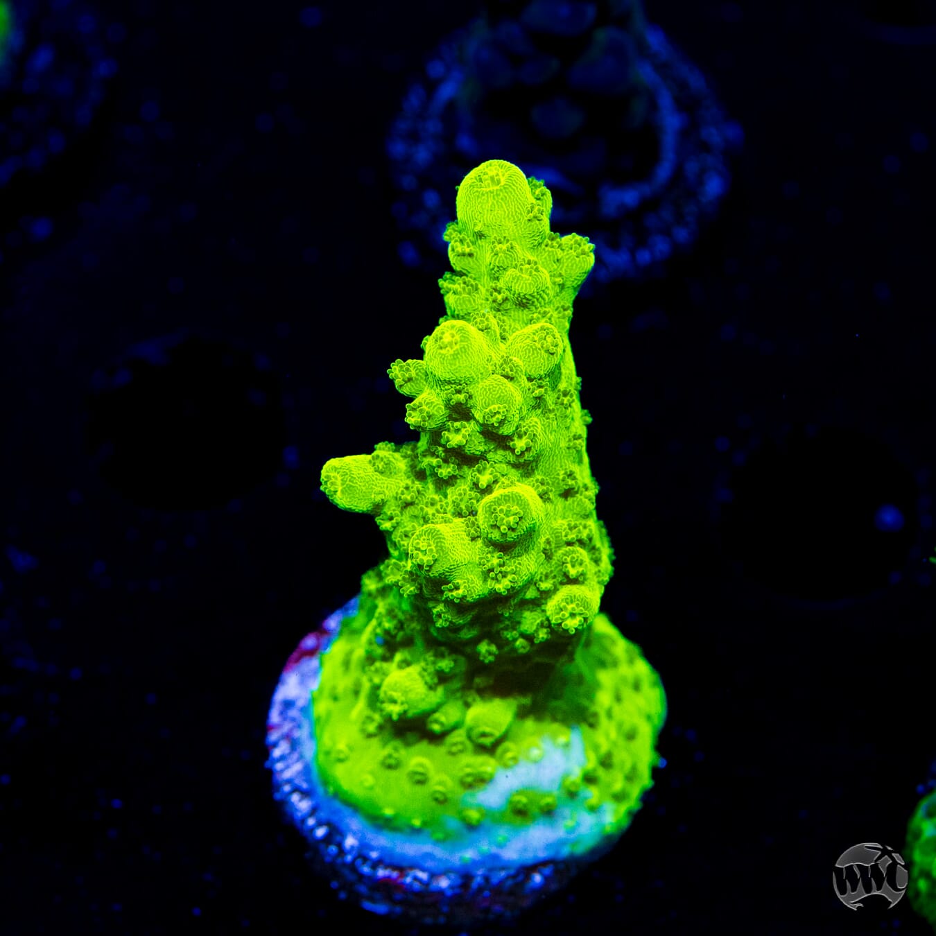 Castelles Banana Table Acropora