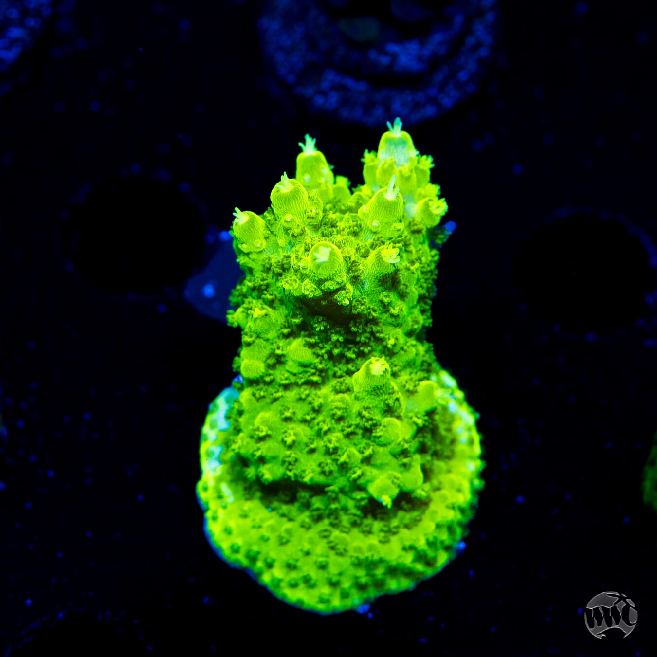 Castelles Banana Table Acropora