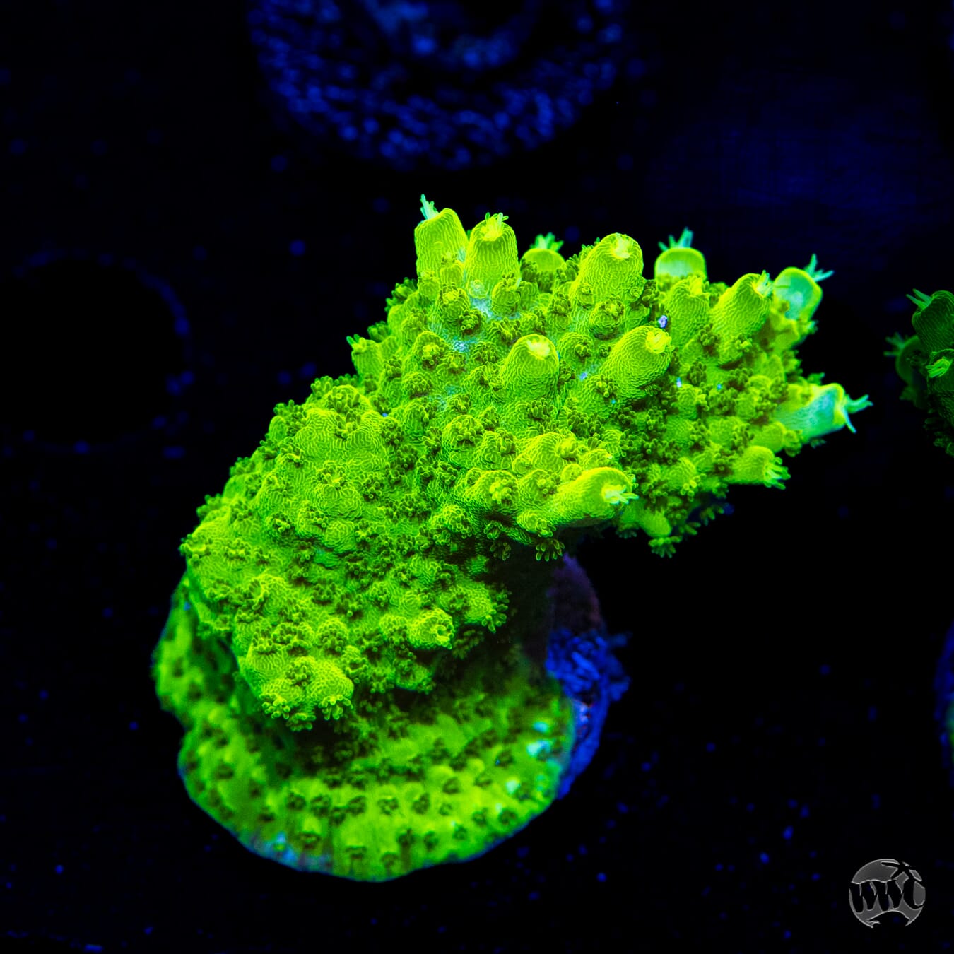 Castelles Banana Table Acropora
