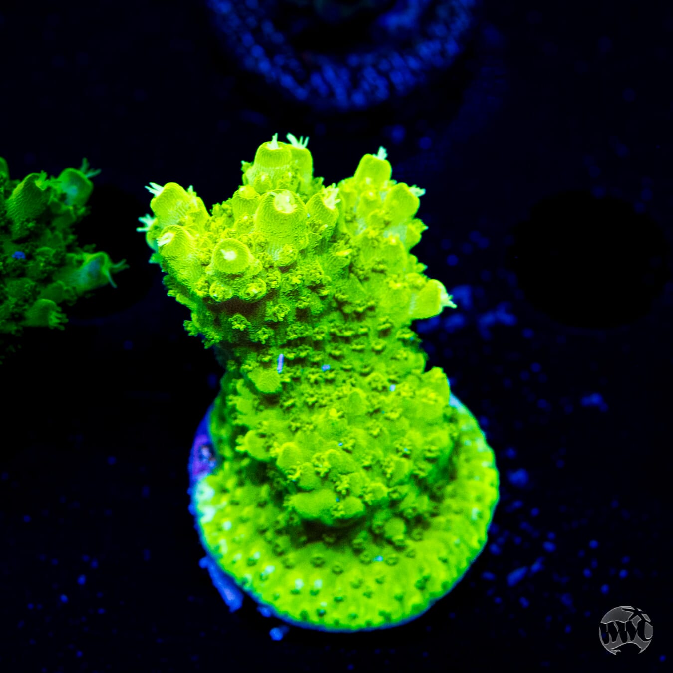 Castelles Banana Table Acropora