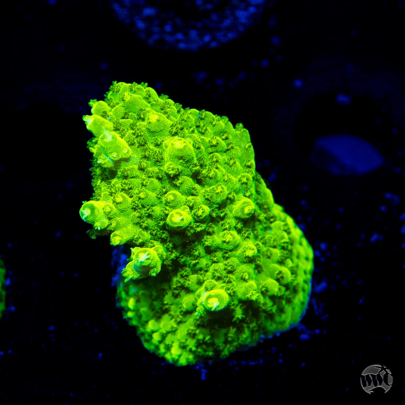 Castelles Banana Table Acropora