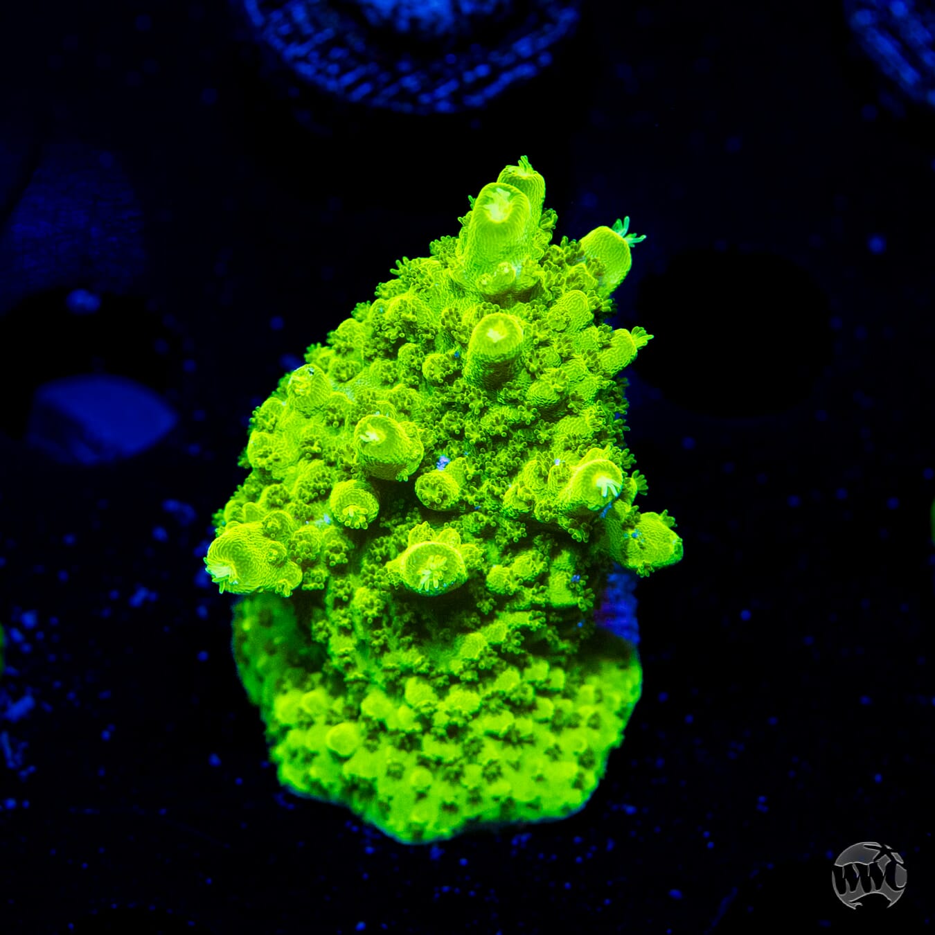 Castelles Banana Table Acropora