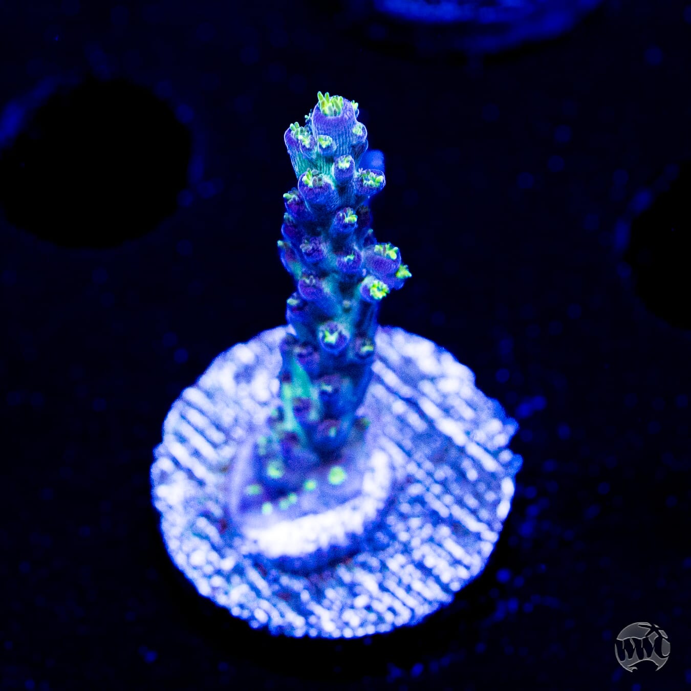 WWC Aussie Special Acropora