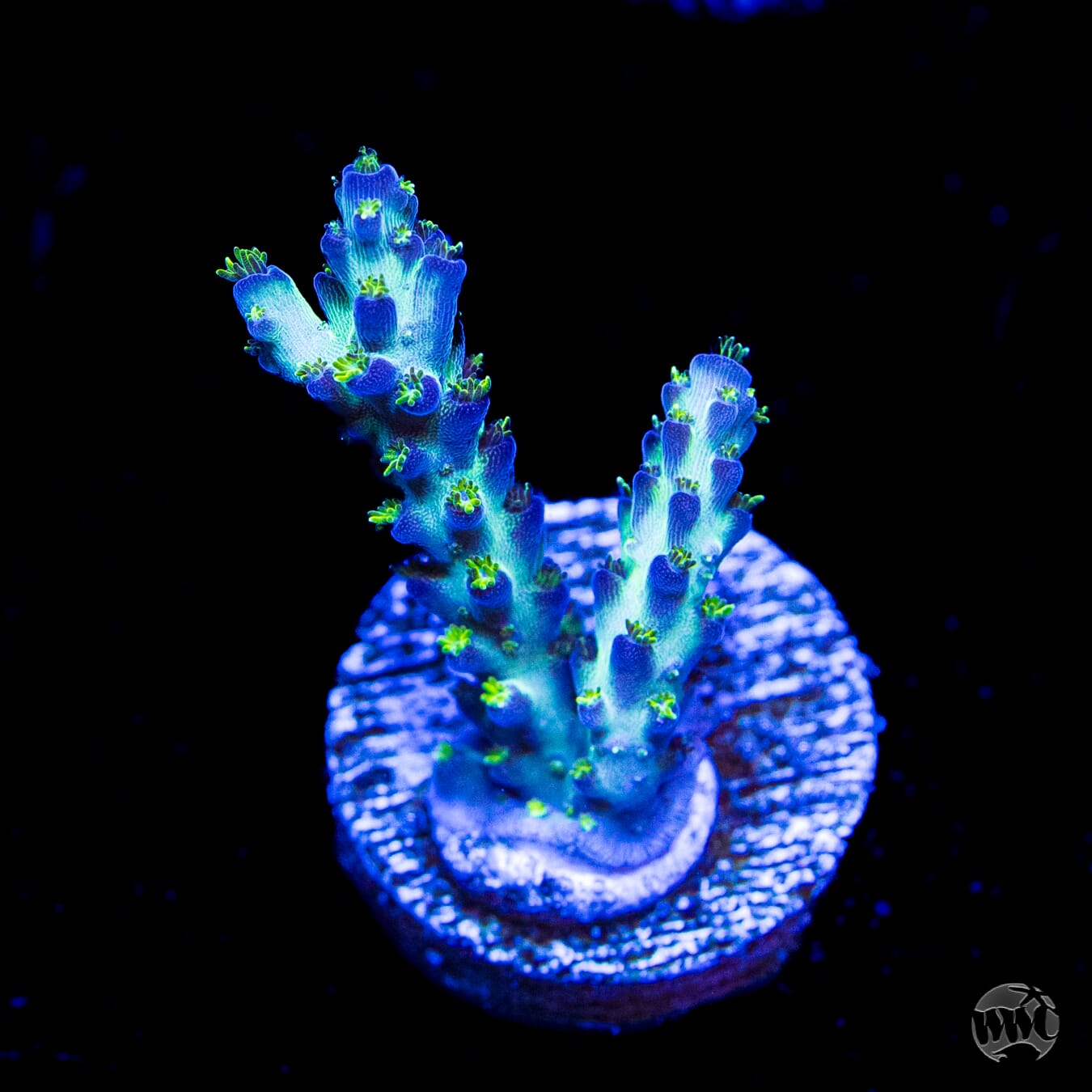 WWC Aussie Special Acropora