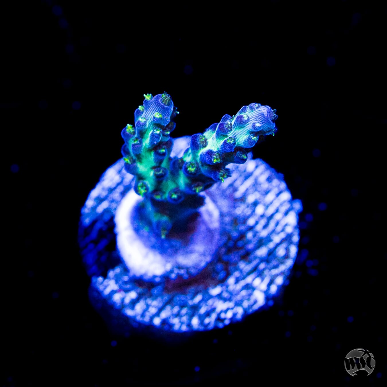 WWC Aussie Special Acropora