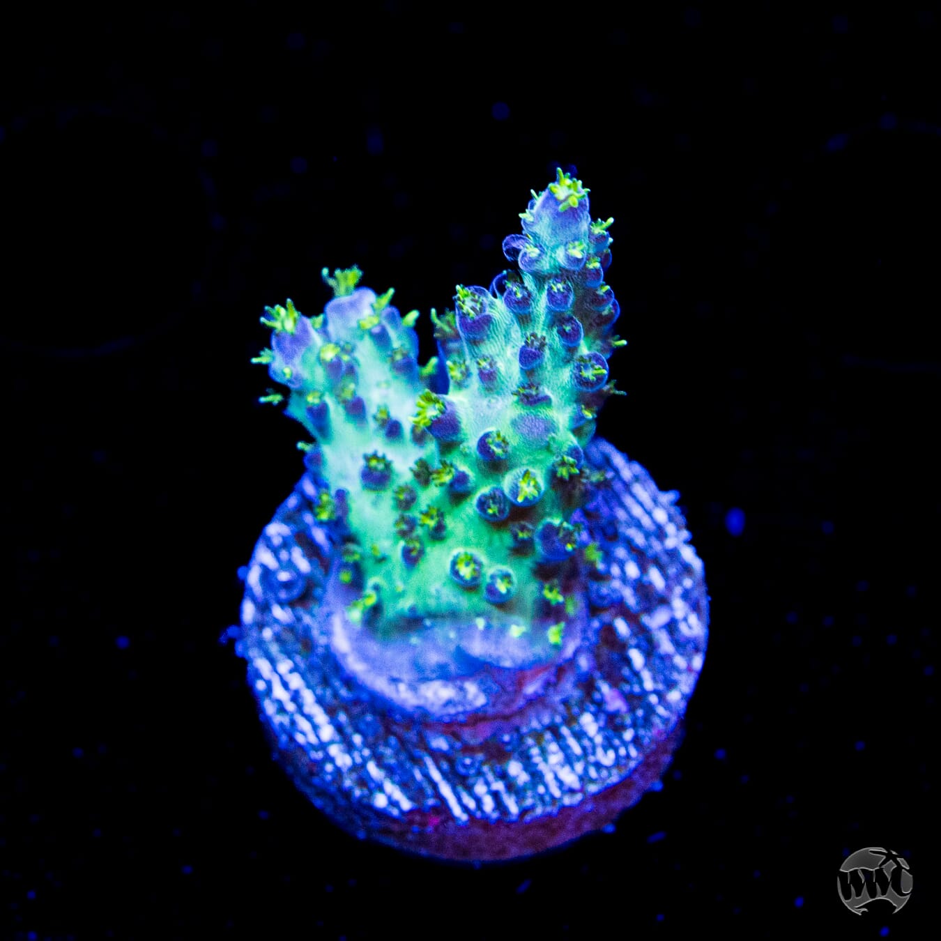 WWC Aussie Special Acropora