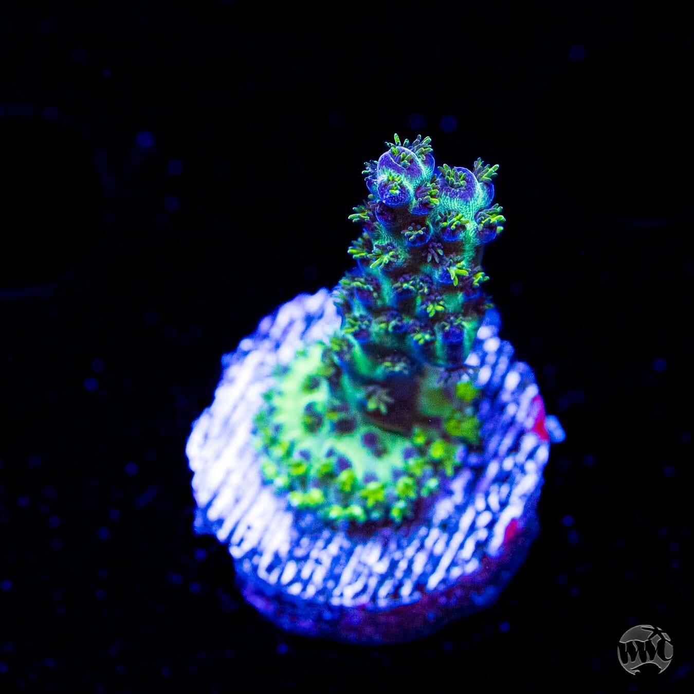 WWC Aussie Special Acropora