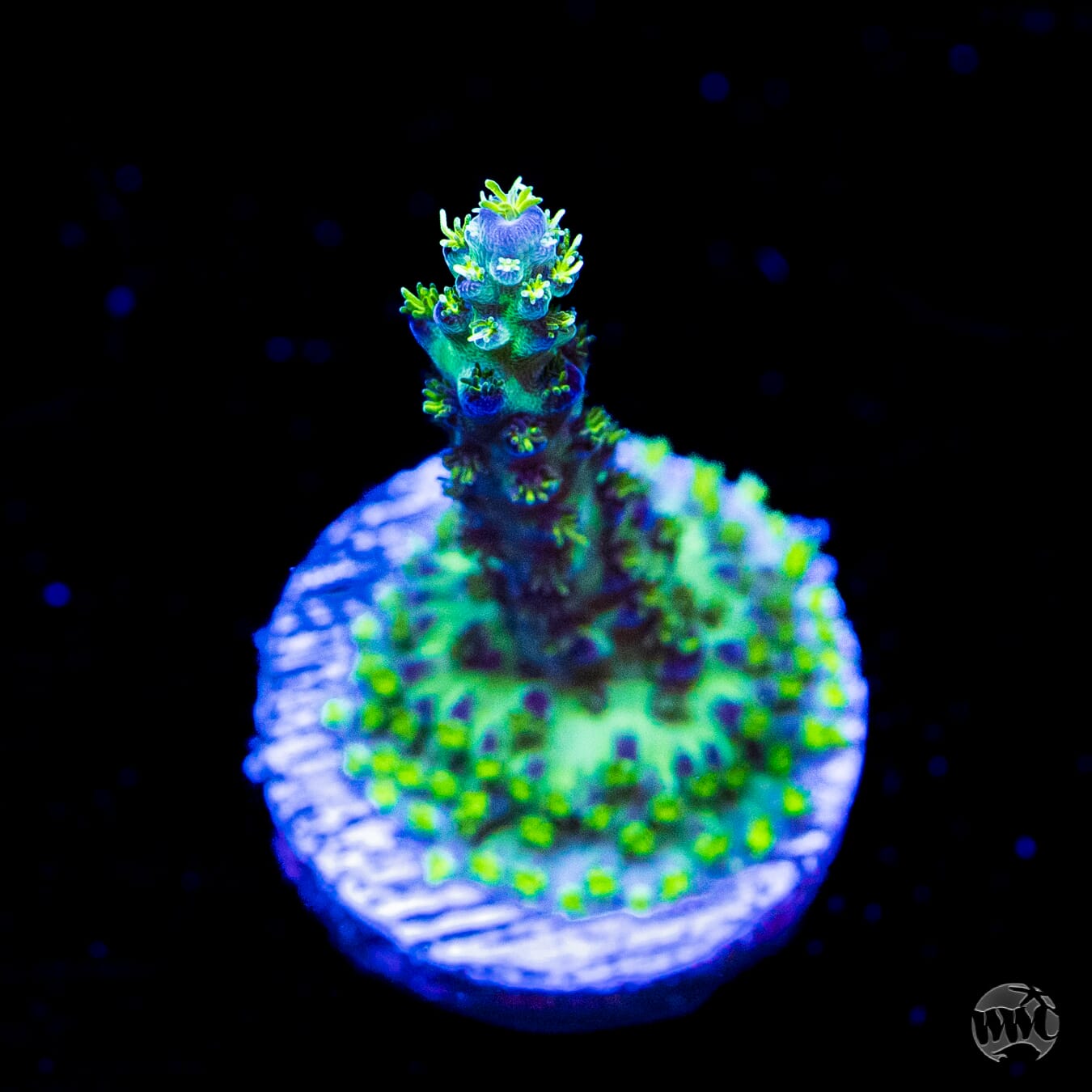 WWC Aussie Special Acropora