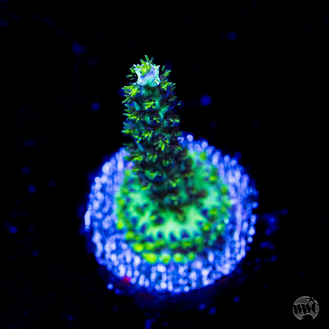 WWC Aussie Special Acropora