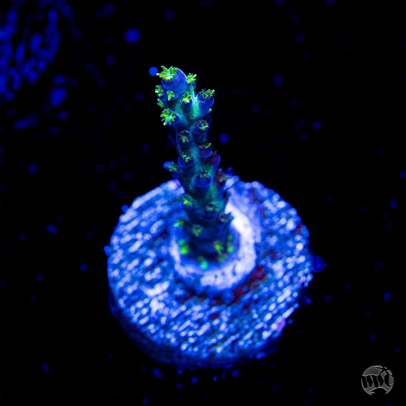 WWC Aussie Special Acropora