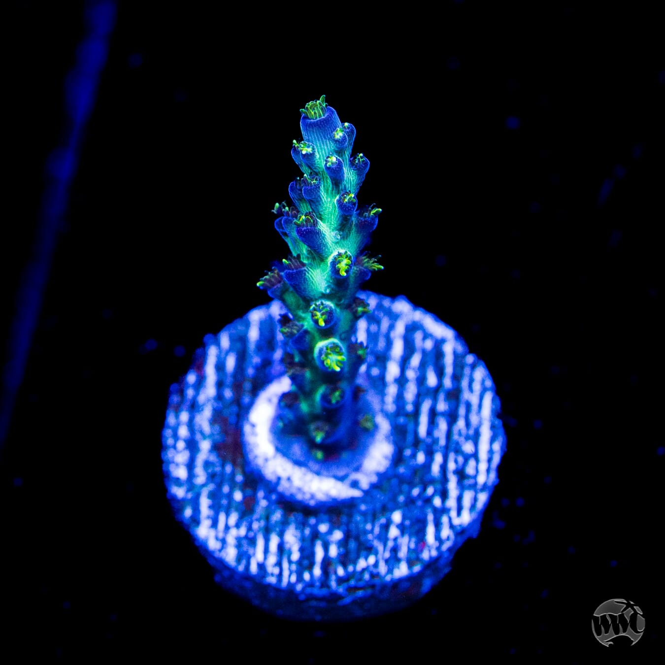 WWC Aussie Special Acropora