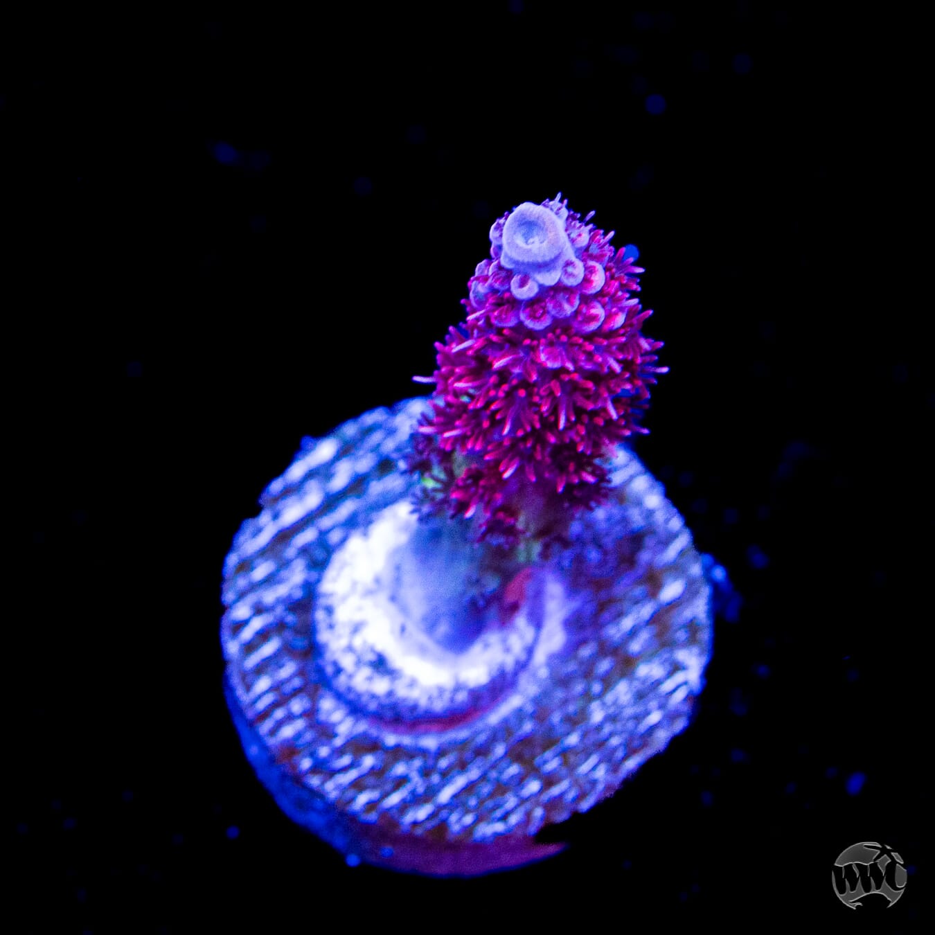 WWC Christmas Mirabilis Acropora