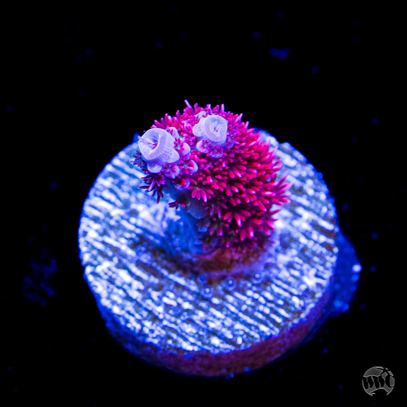 WWC Christmas Mirabilis Acropora