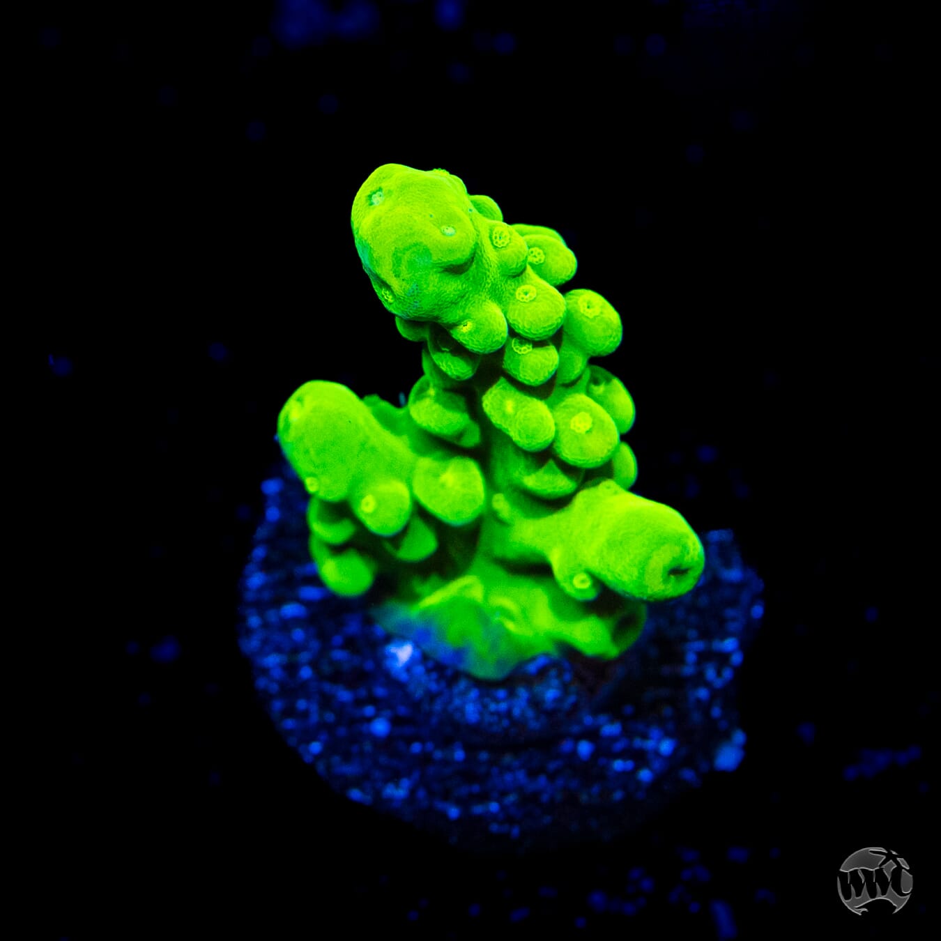 WWC Yellow Austera Acropora