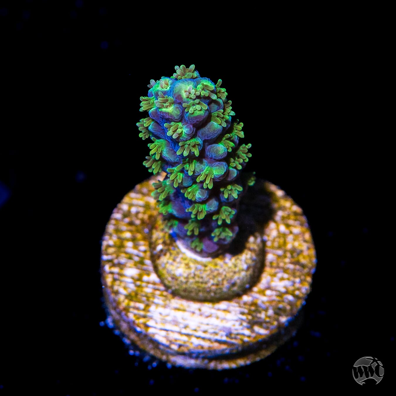 ORA Purple Plasma Acropora