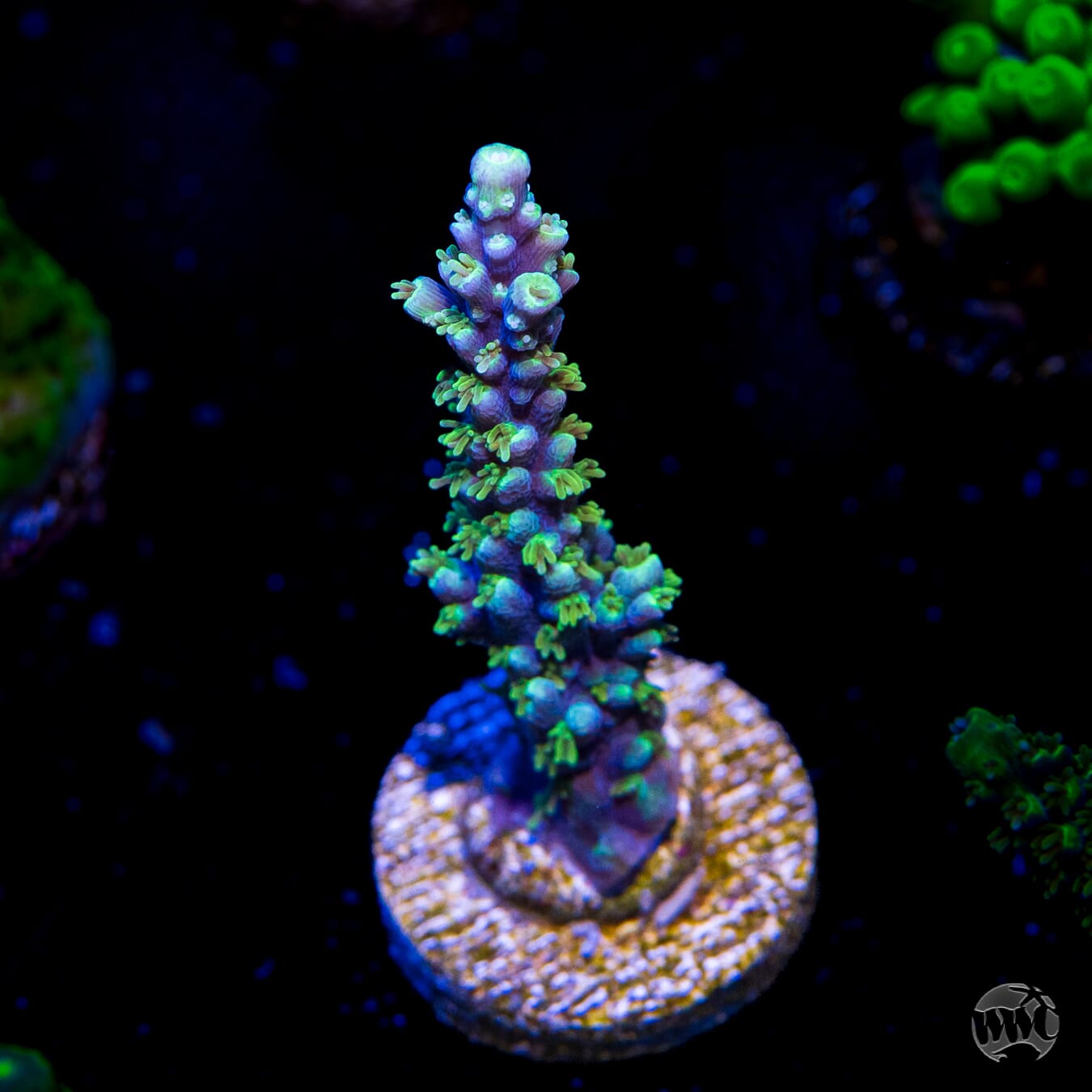 ORA Purple Plasma Acropora