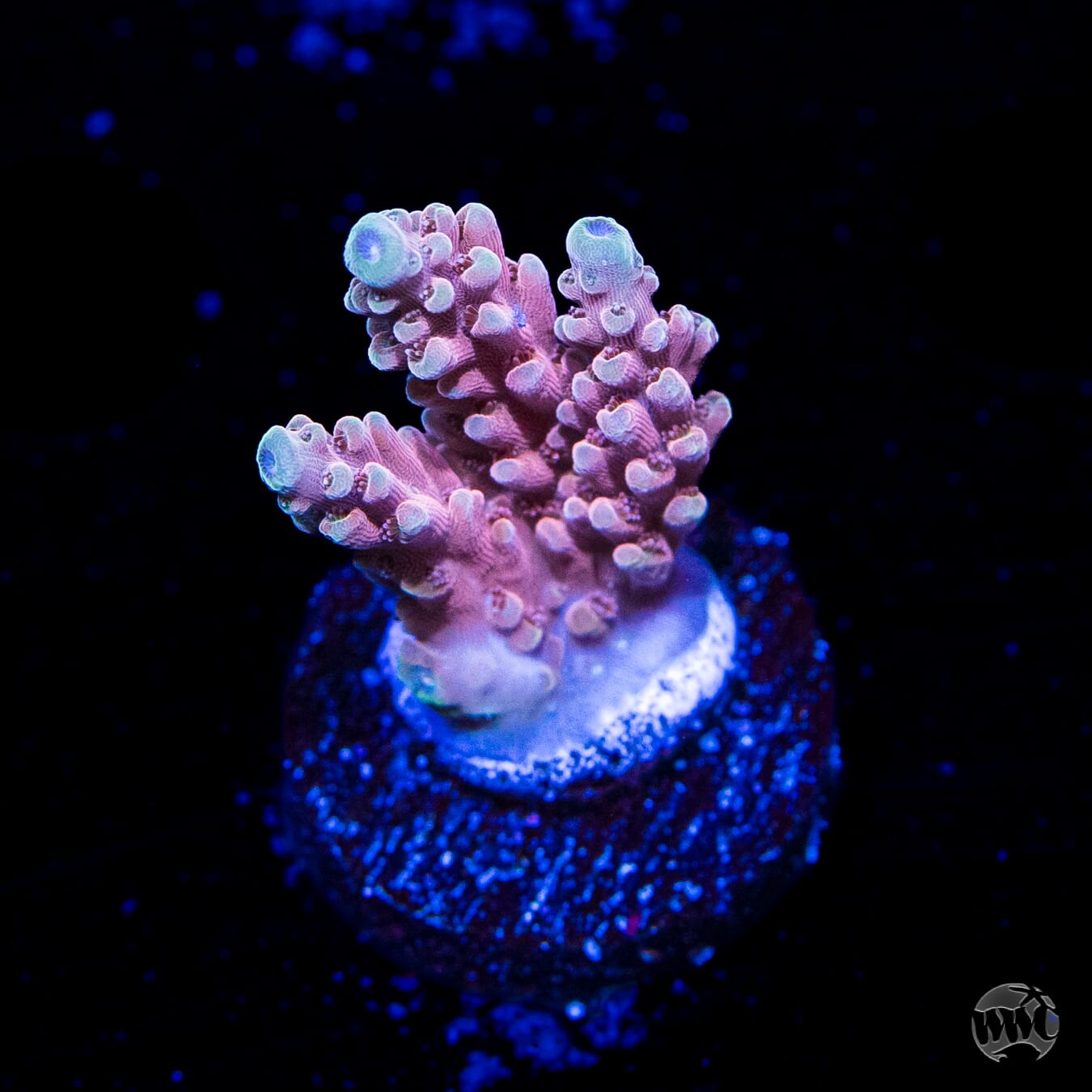 WWC Inner Planet Acropora