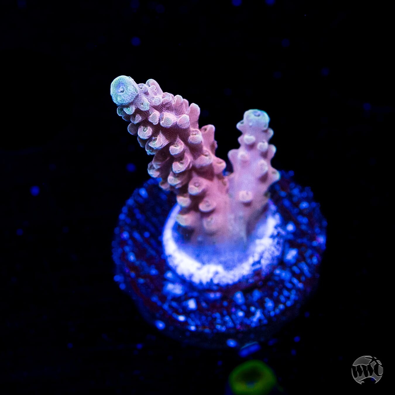 WWC Inner Planet Acropora