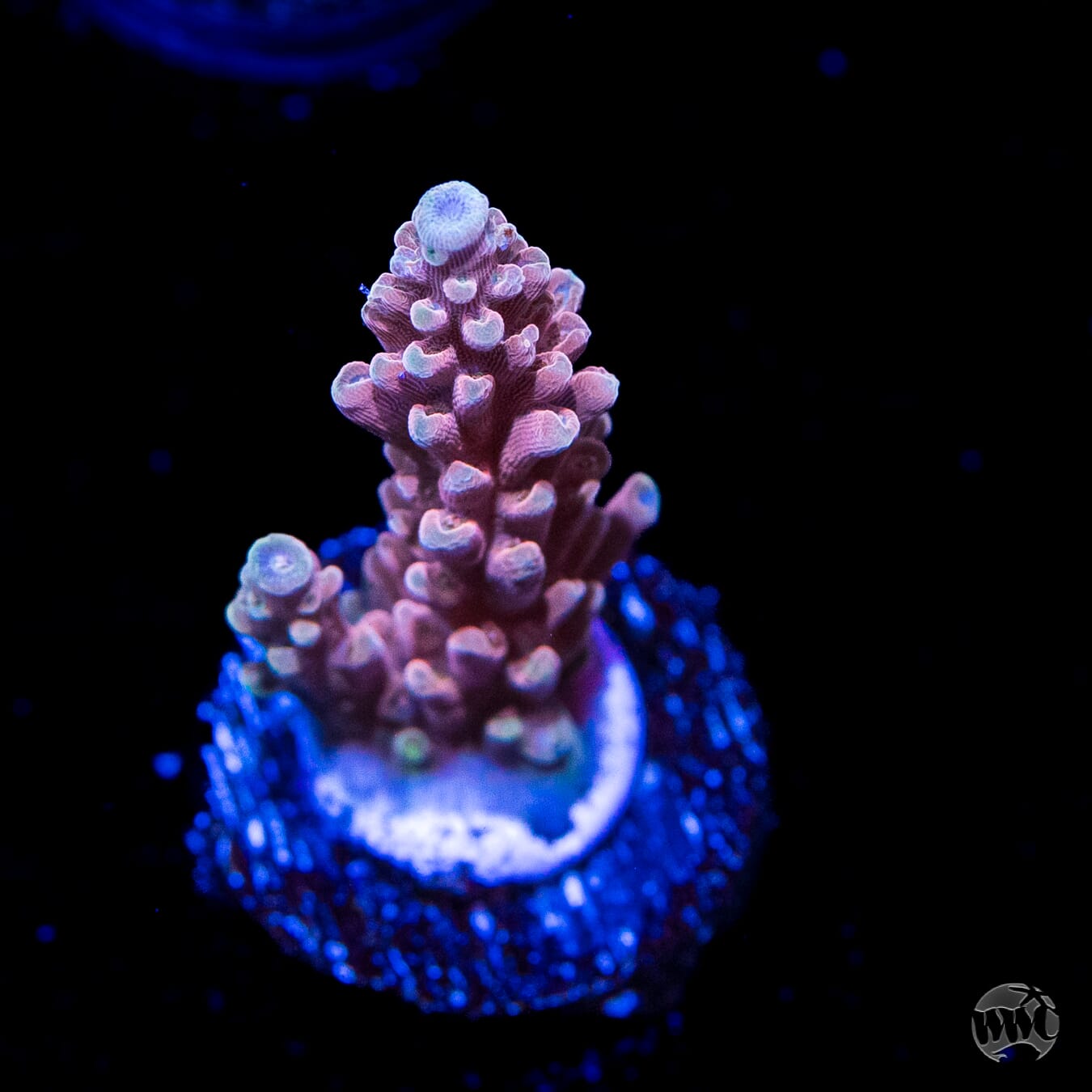 WWC Inner Planet Acropora