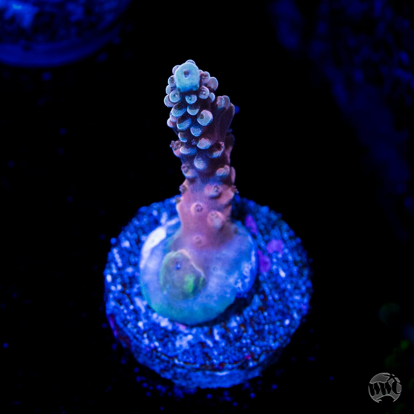 WWC Inner Planet Acropora