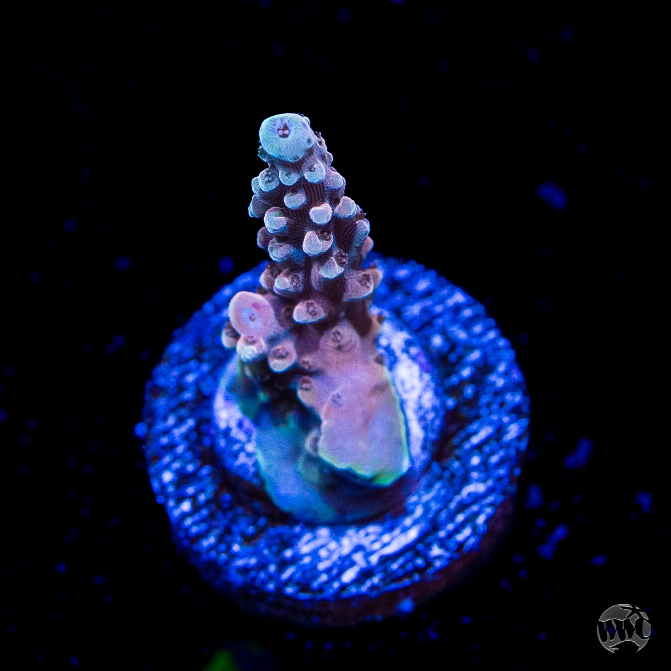 WWC Inner Planet Acropora