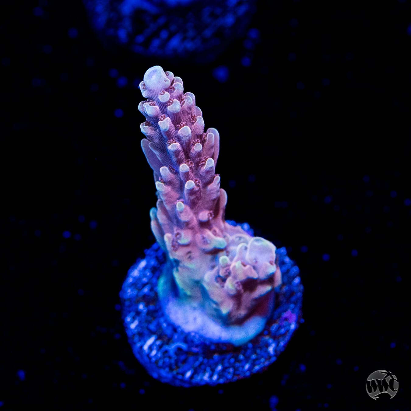 WWC Inner Planet Acropora