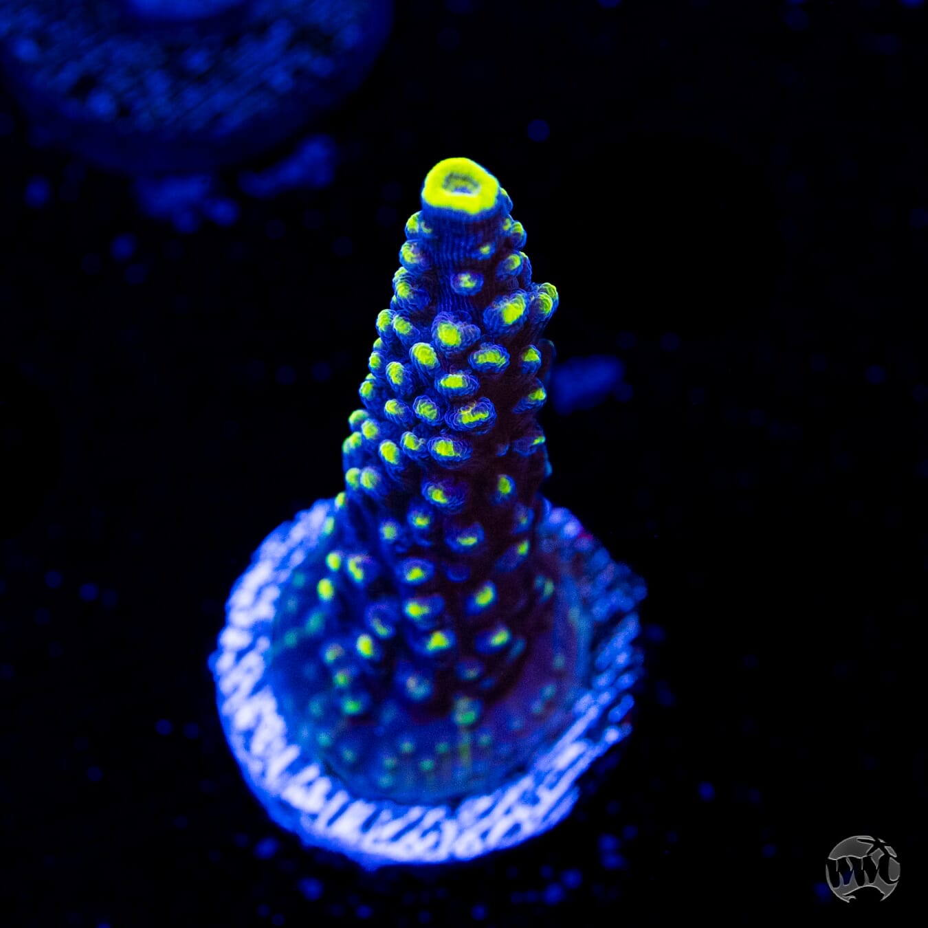 WWC Spectacular Stag Acropora