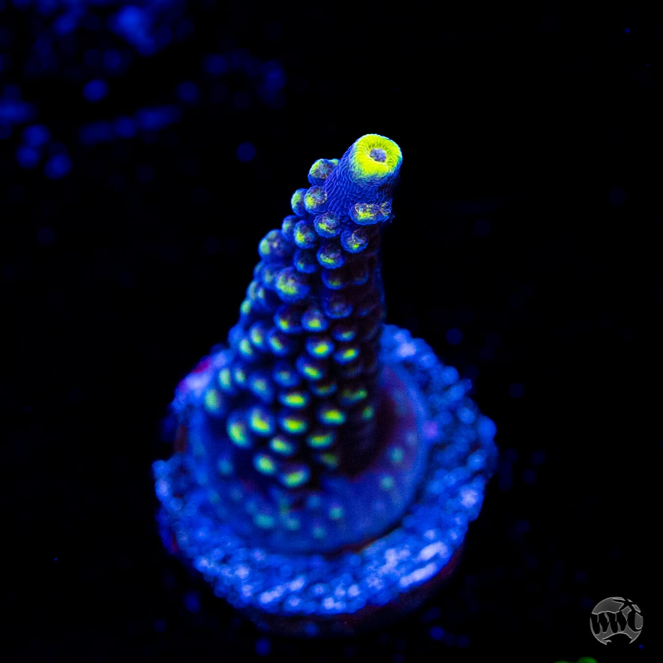 WWC Spectacular Stag Acropora