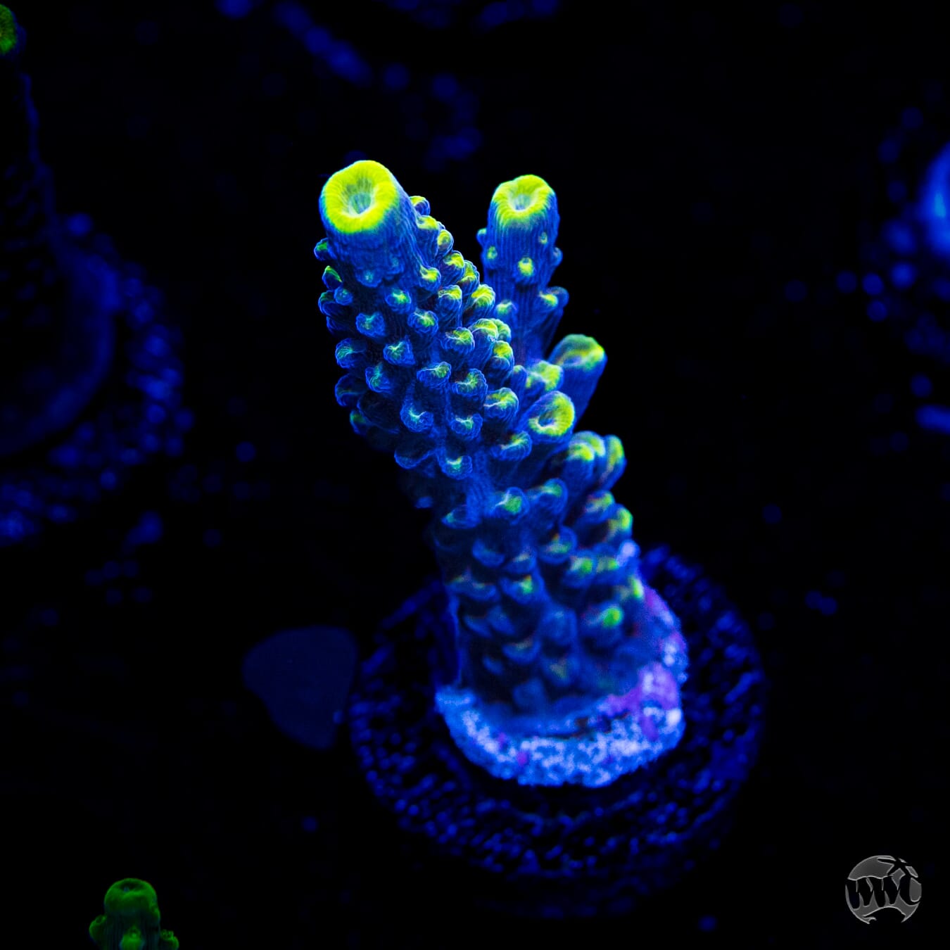 WWC Spectacular Stag Acropora