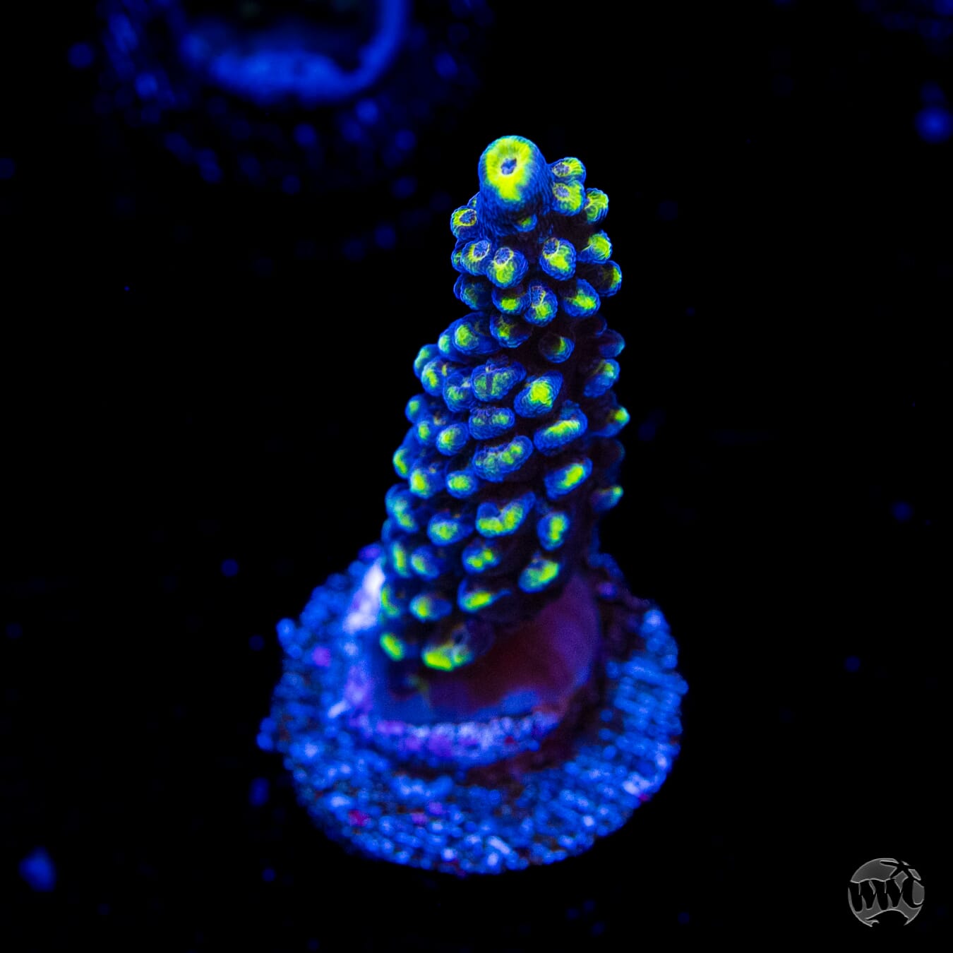 WWC Spectacular Stag Acropora