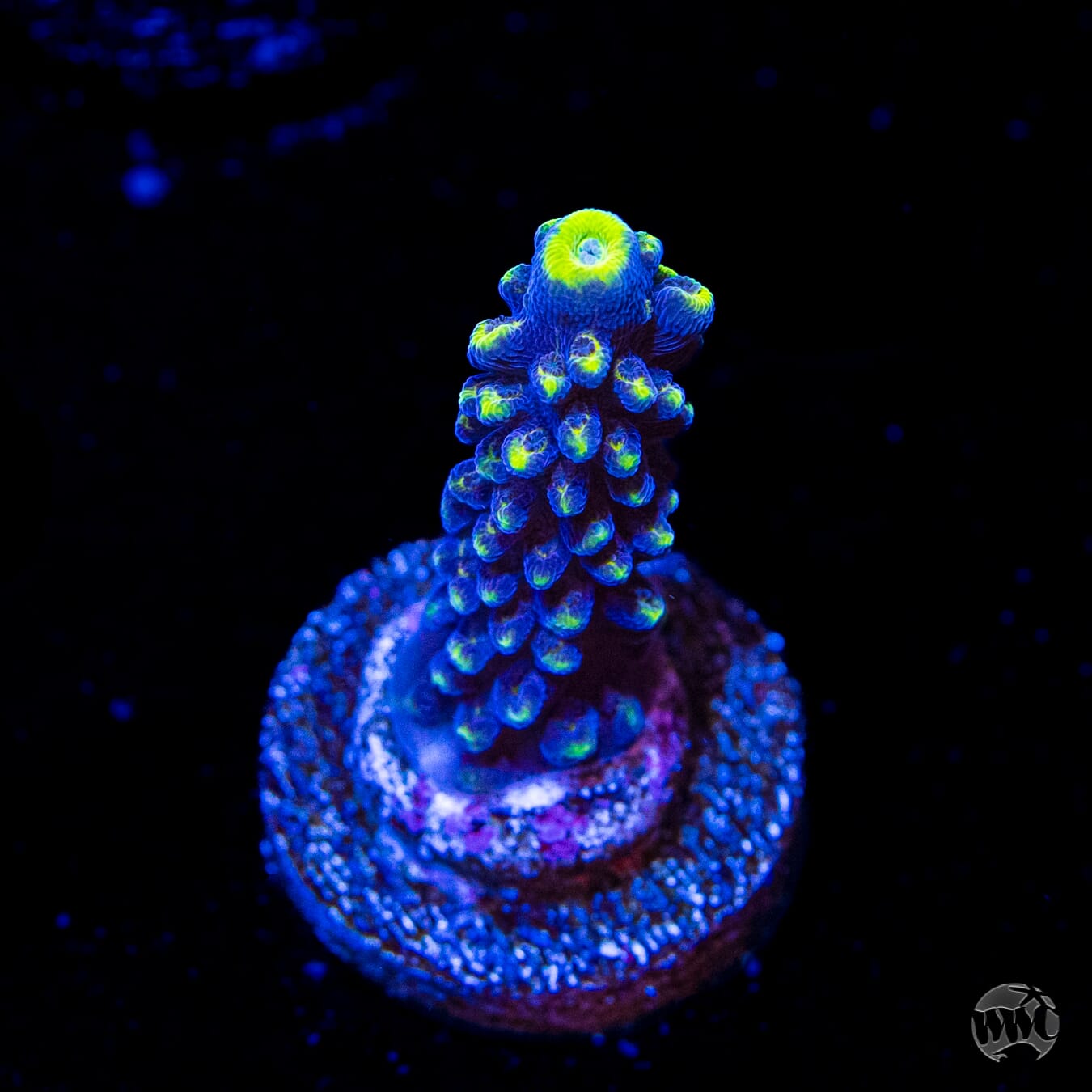 WWC Spectacular Stag Acropora