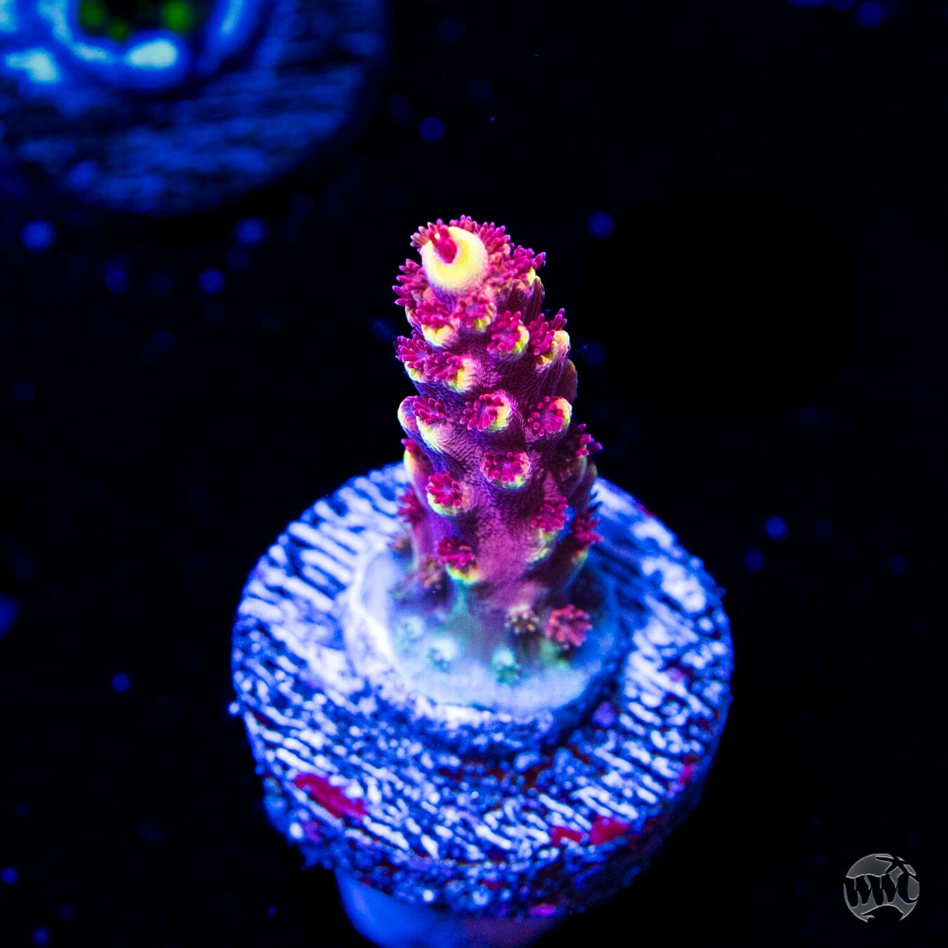 WWC Terra Red Acropora