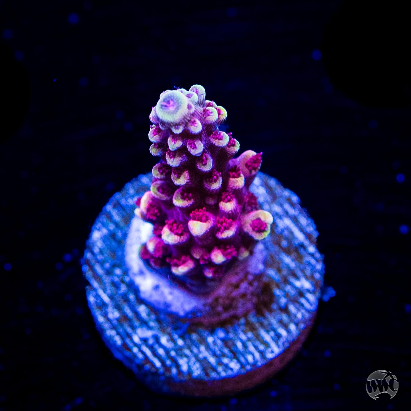 WWC Terra Red Acropora