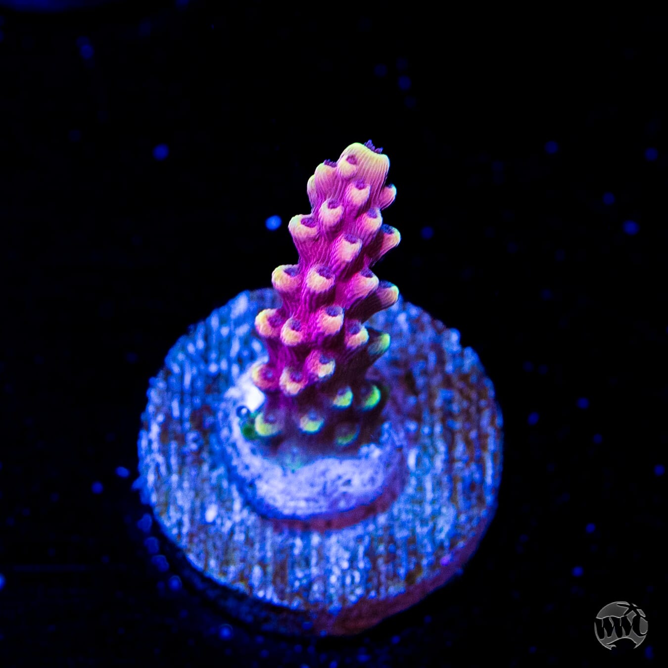 WWC Terra Red Acropora