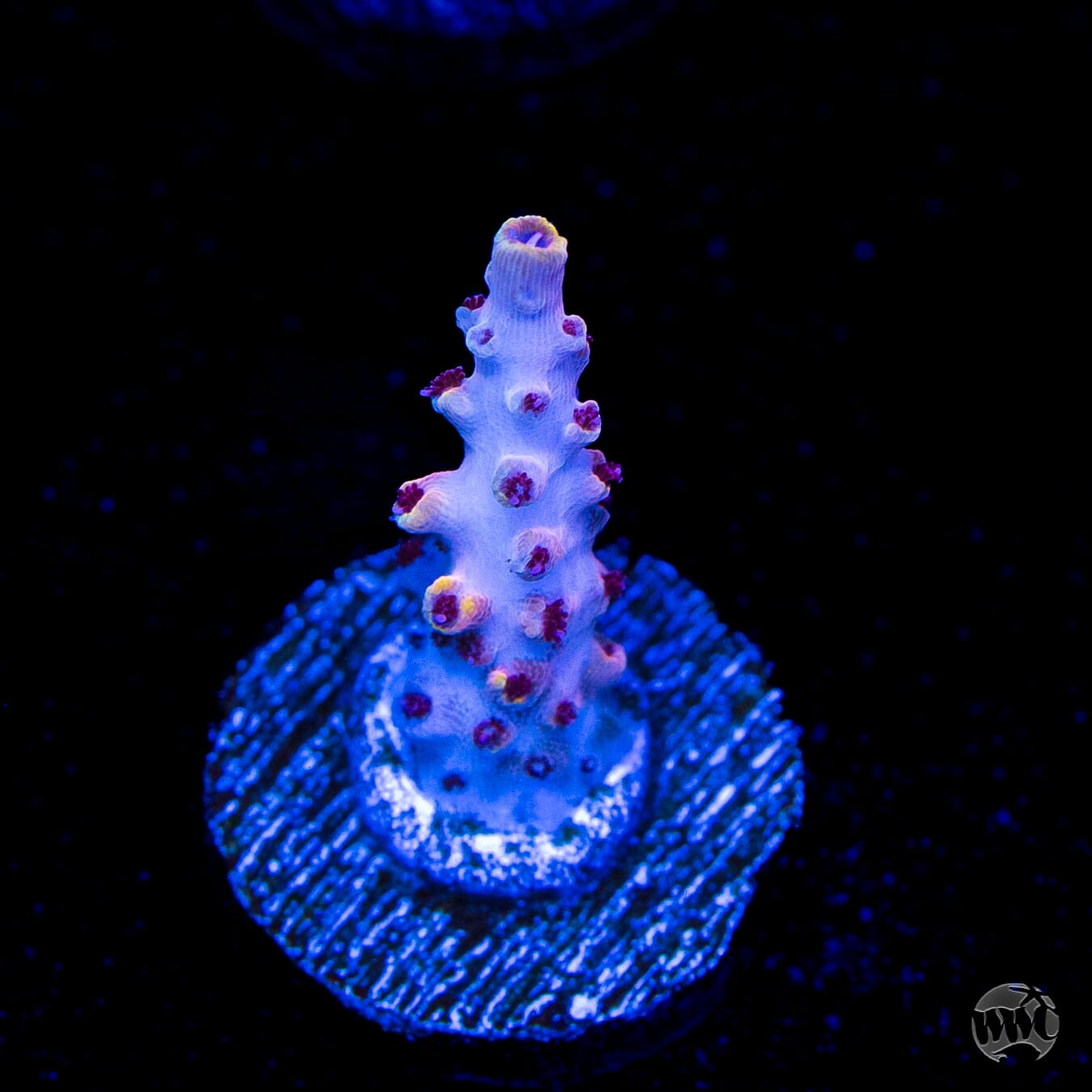WWC Yellow Fever Acropora
