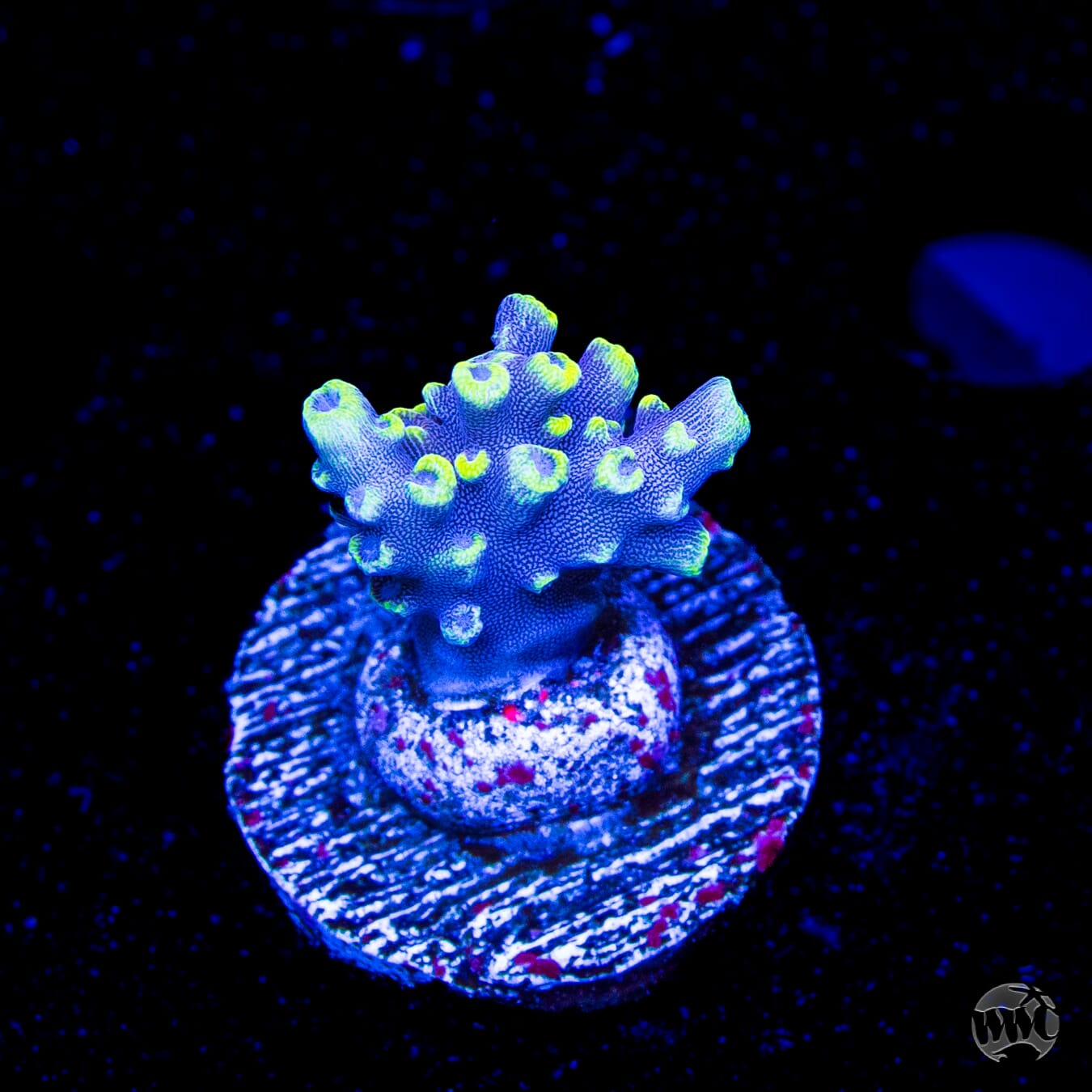 WWC Kobe Bean Acropora
