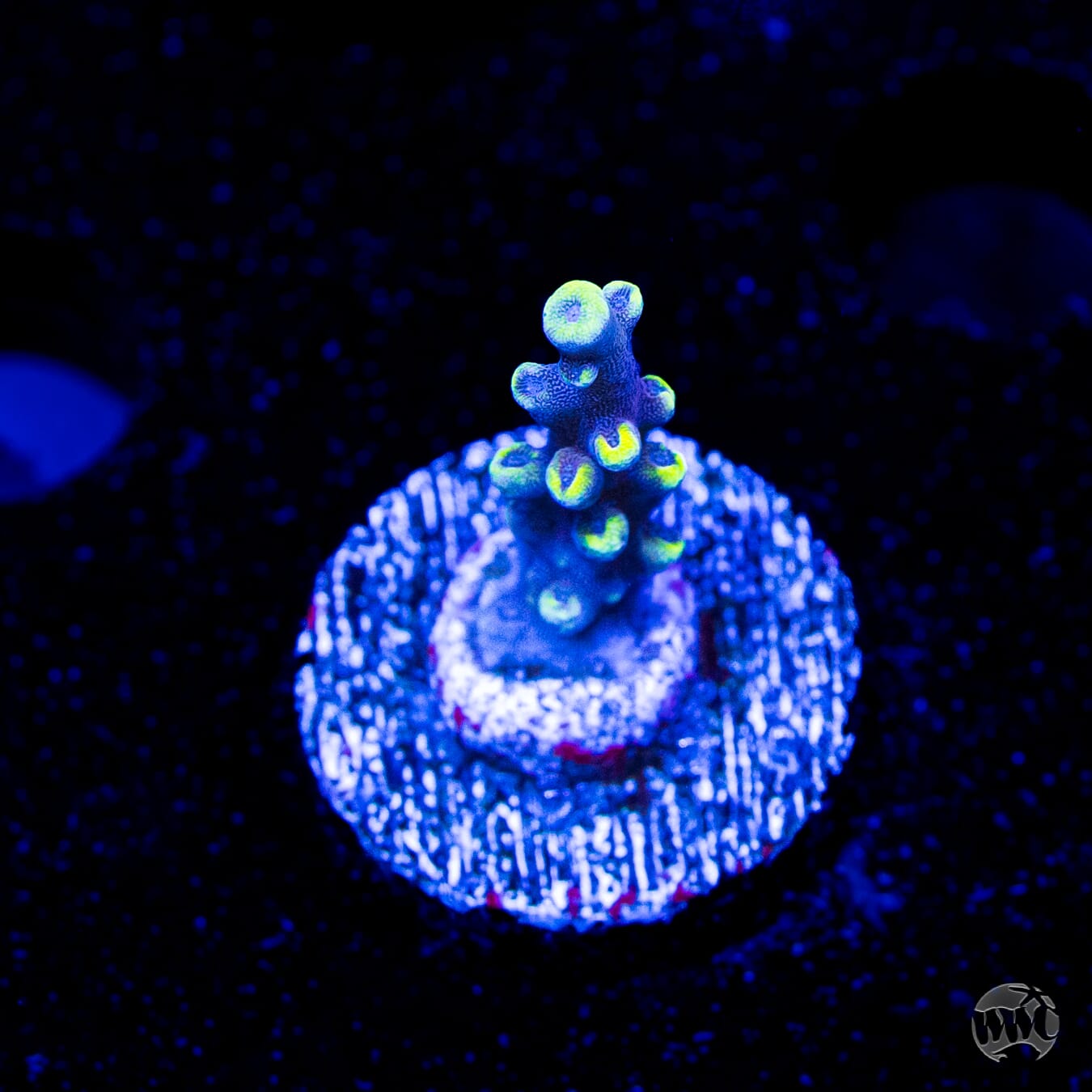 WWC Kobe Bean Acropora