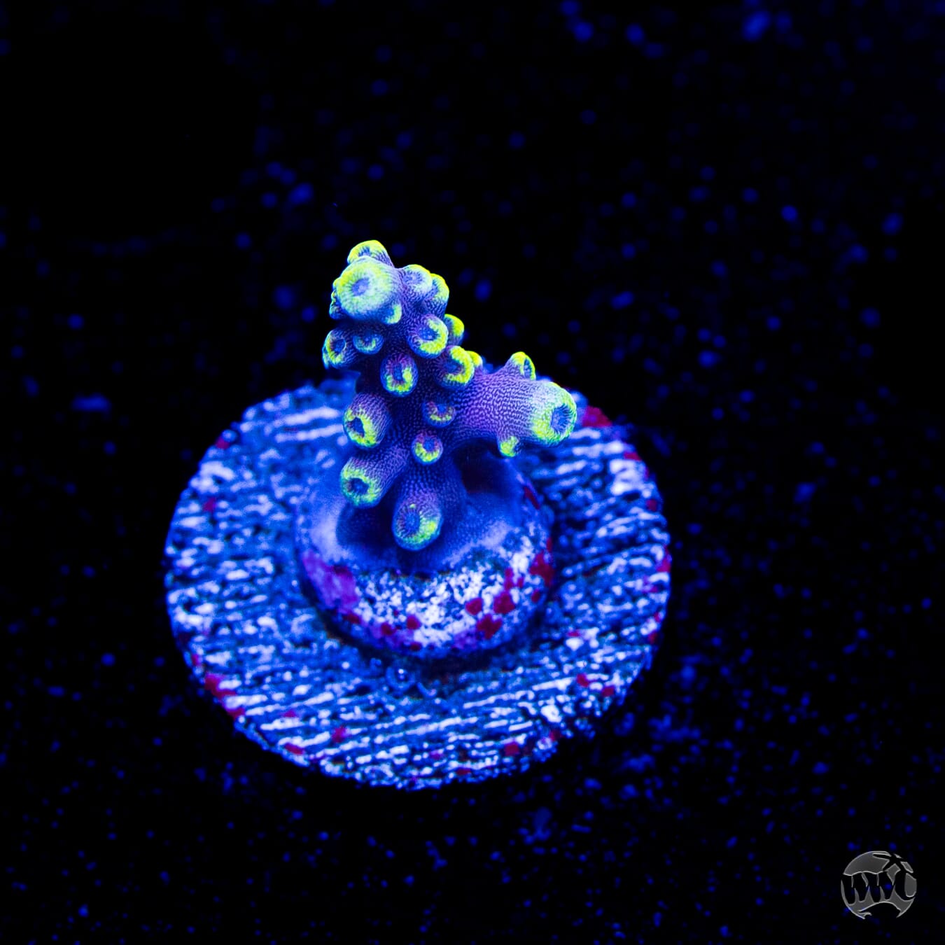 WWC Kobe Bean Acropora
