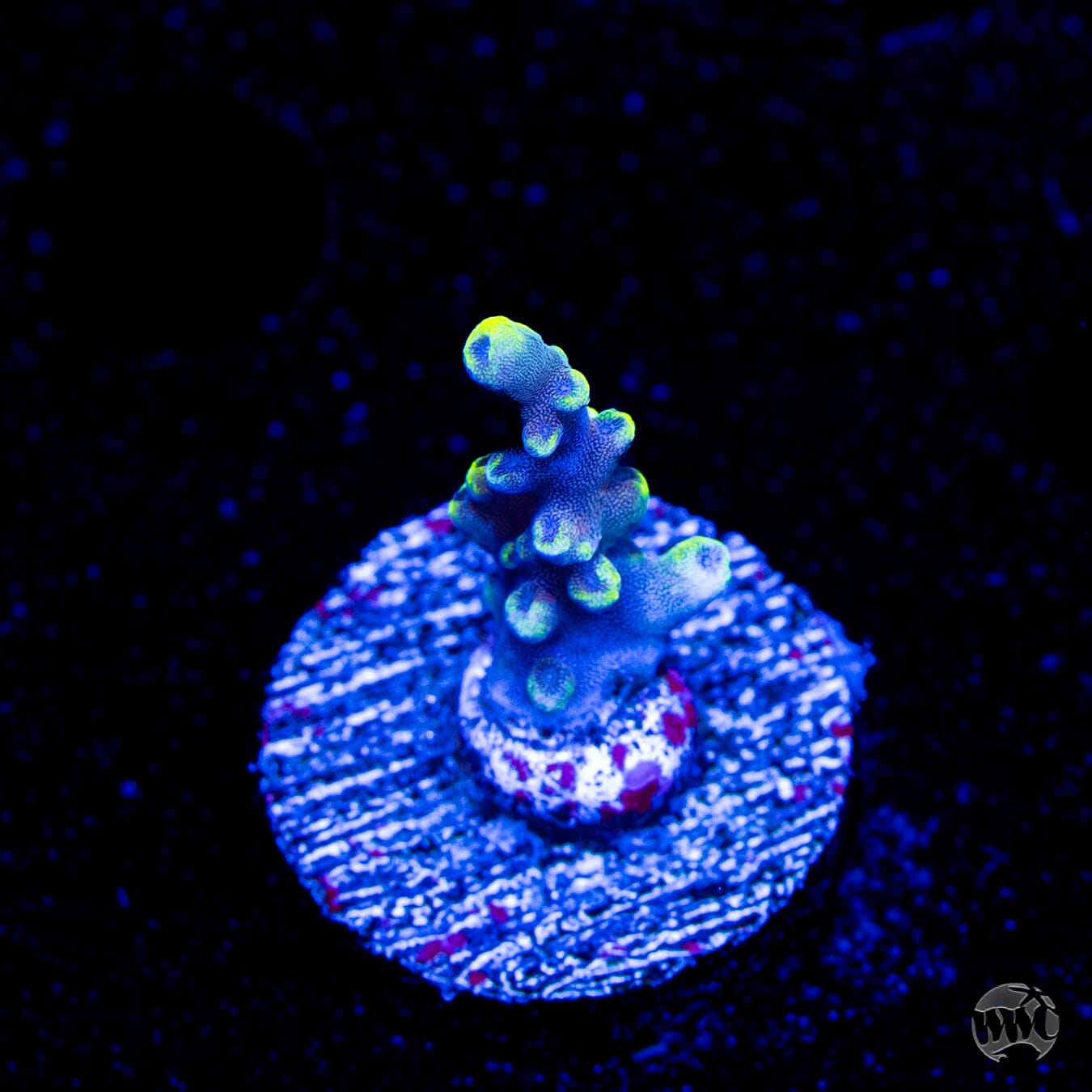 WWC Kobe Bean Acropora