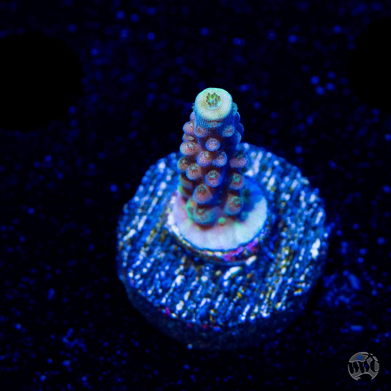 Paletta Blue Acropora