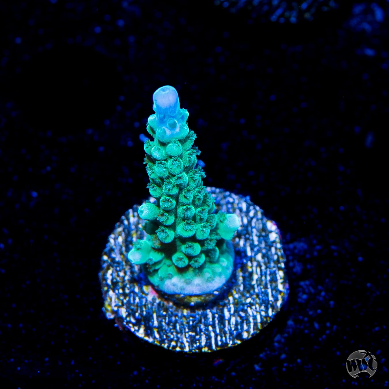 WWC Green Lightning Stag Acropora